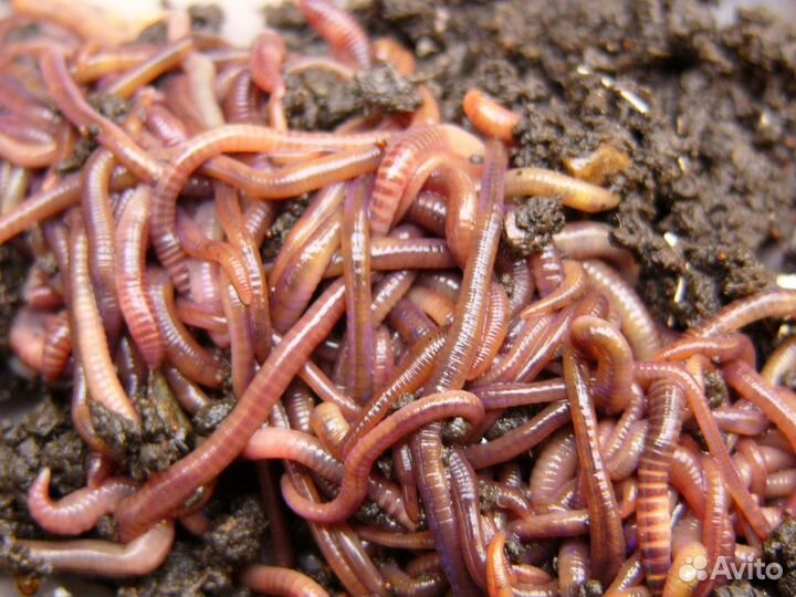 Черви для рыбалки