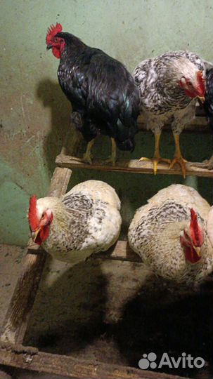 Петухи Мастер Грей, Чёрная Московская, Тетра