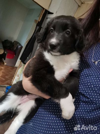 Щенки маленькой дворняжки