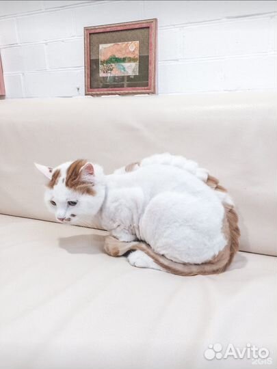 Груминг обучение, курсы груминга