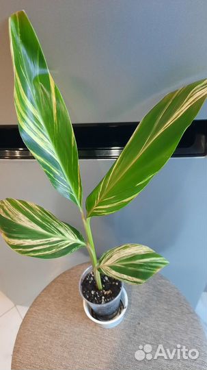 Домашние растения