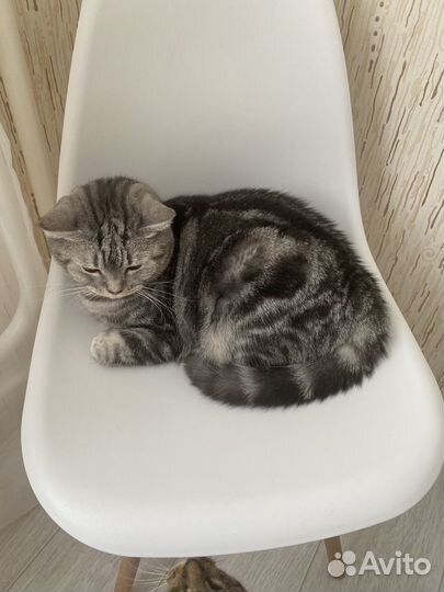 Отдам кота в добрые руки