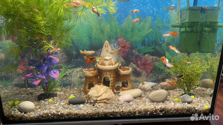 Аквариум и рыбки