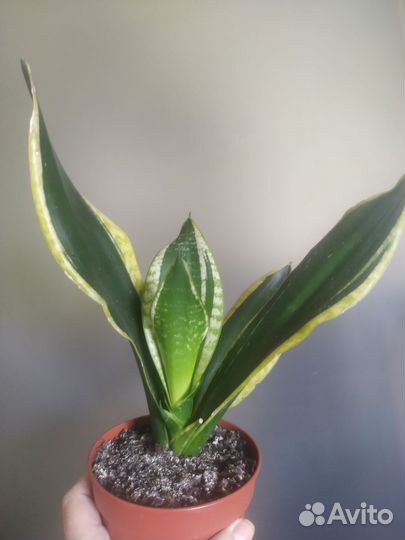 Сансевиерии