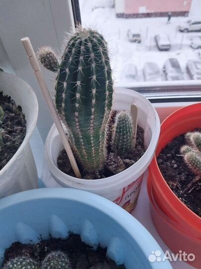 Кактус цветущий и не цветущий