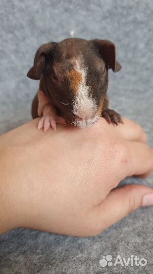 Морские свинки скинни