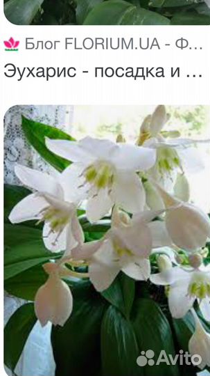 Эухарис (амазонская лилия )