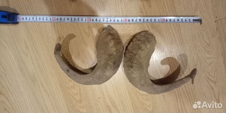 Рога барана