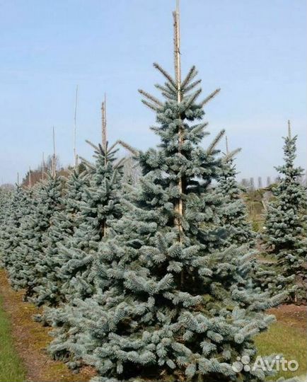 Ель колючая Ольденбург