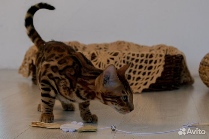 Бенгальские котята