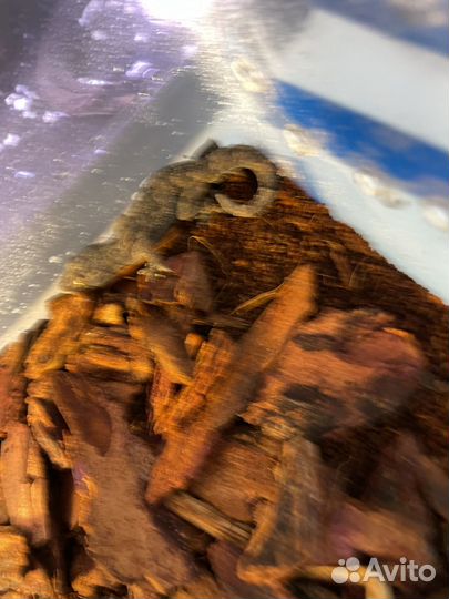 Гекон полупалый