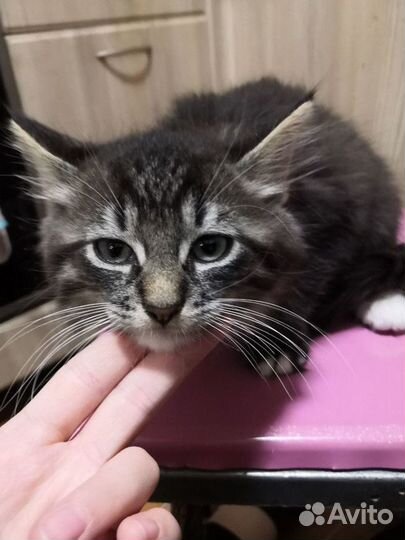 Котята бесплатно
