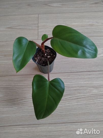 Филодендрон краснеющий