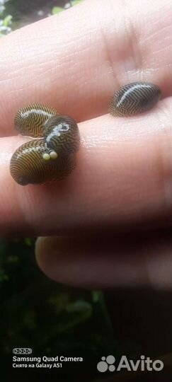 Теодоксус улитка Неретины