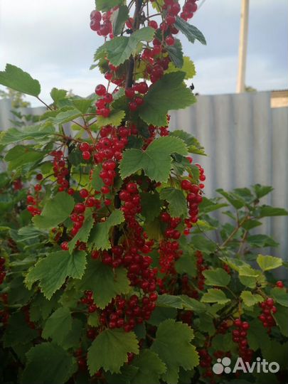 Красная смородина ягоды