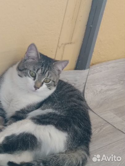 Отдам кота в добрые руки