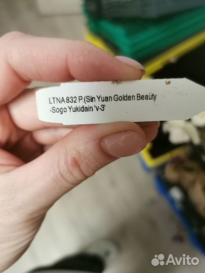 Орхидея фаленопсис бабочка