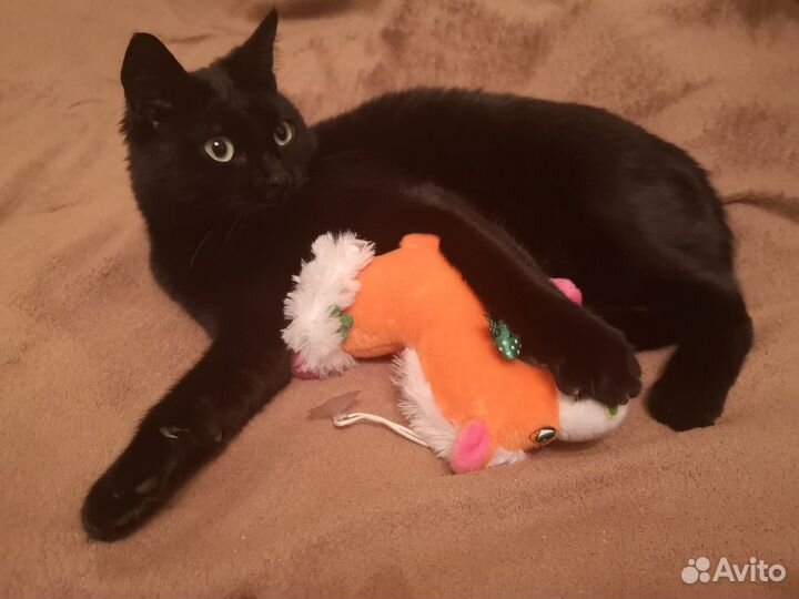 Передержка домашних животных