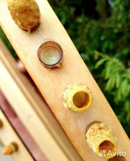 Нативное маточное молочко