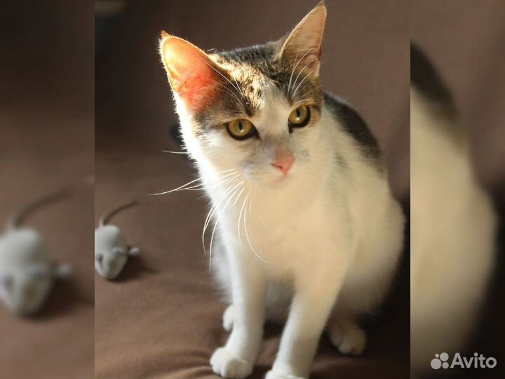 Необычный котик, который подойдет любому