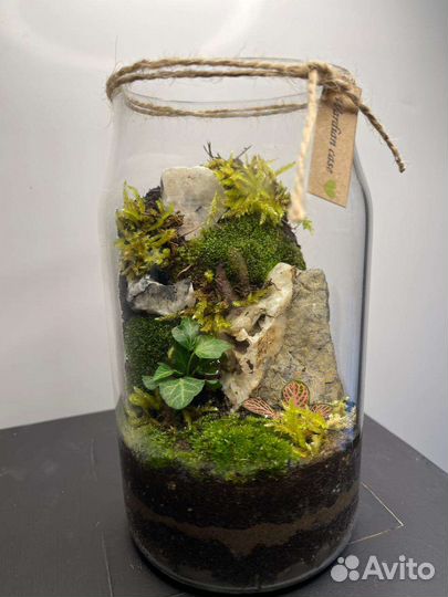 Флорариум, суккуленты, мини сад, цветы