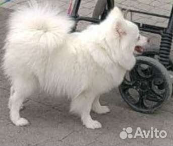 Собака, шпиц, девочка