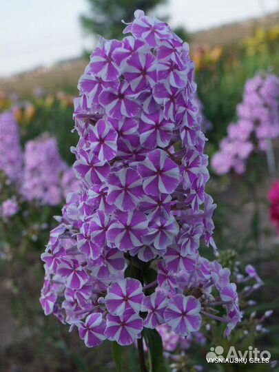 Флокс Наташа