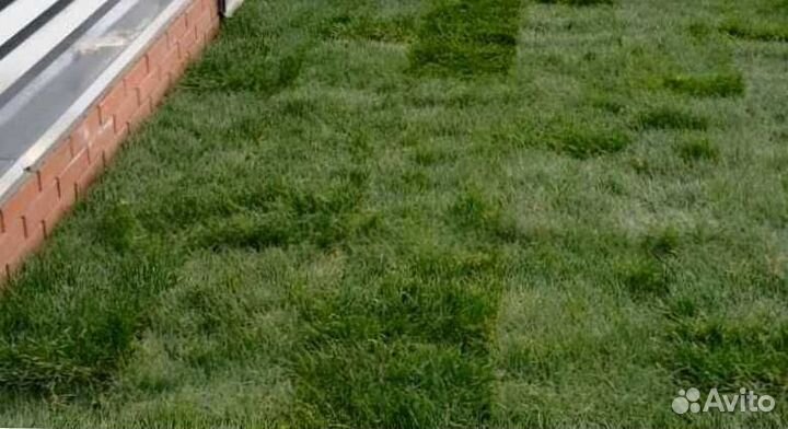 Рулонный газон, посевной газон