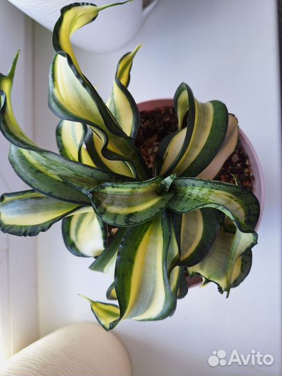 Сансевиерия ханни