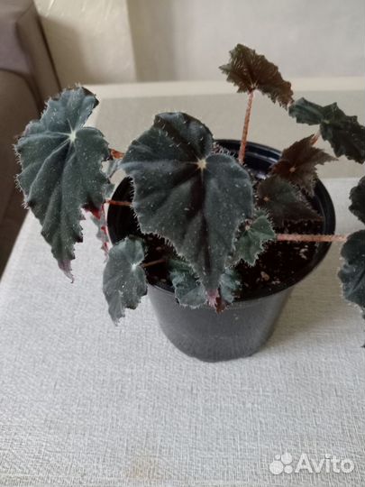 Бегония декоративно лиственная