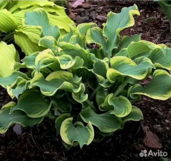 Хоста Whee (Вии)