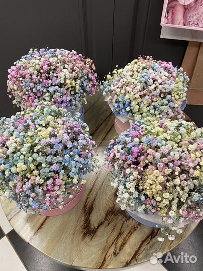 Гипсофила в коробках