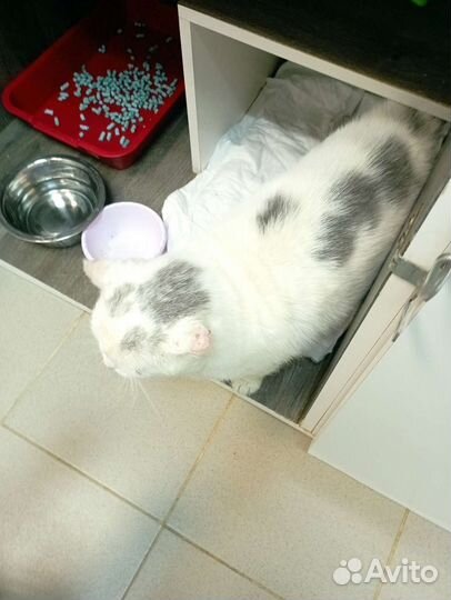 Котик Элвис