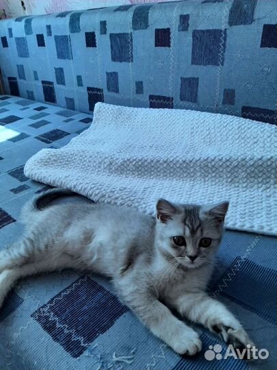 Шотландские вислоухие котята
