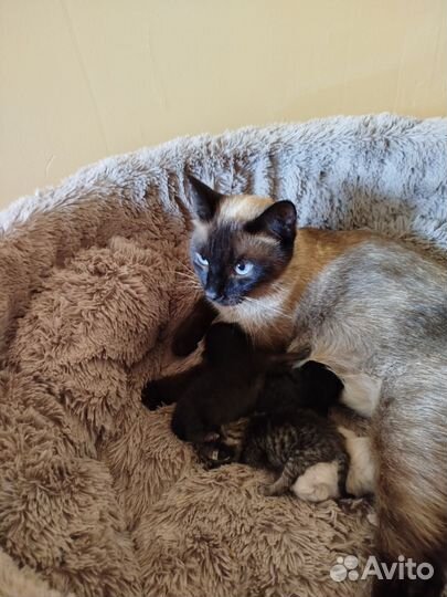 Котята в добрые руки бесплатно