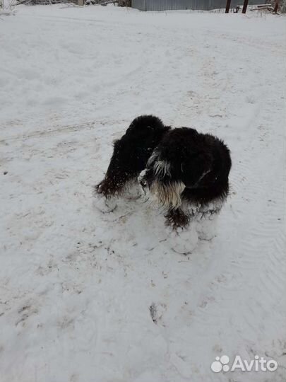 Вязка собак