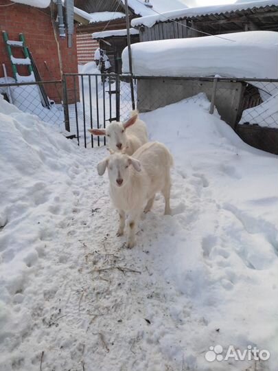 Зааненская коза