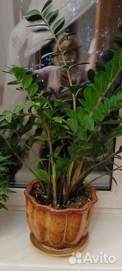 Замиокулькас