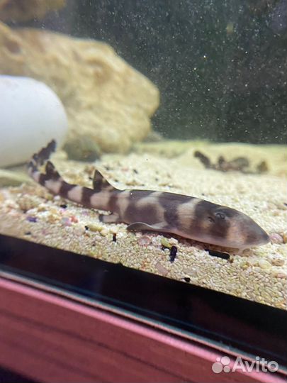 Кошачьи акулы