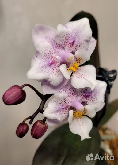 Орхидея фаленопсис бабочка