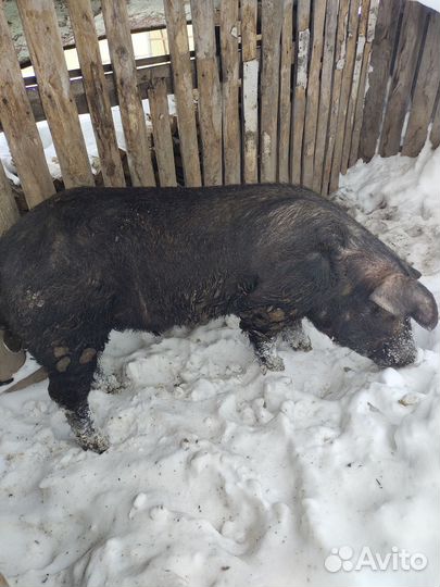 Хряк Гоша Дюрок