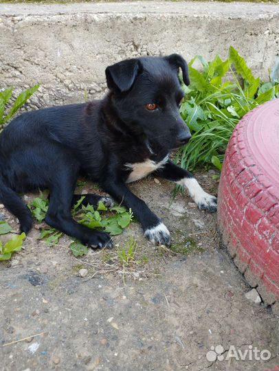 Собака в добрые руки