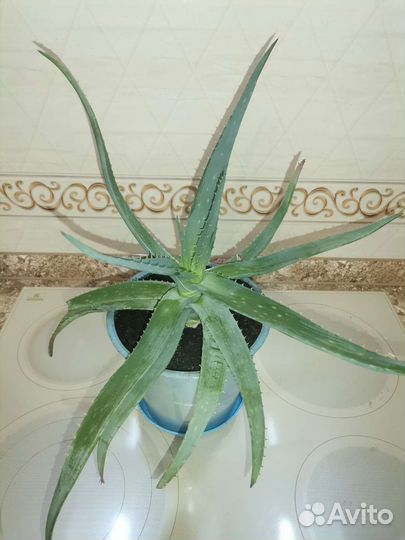 Алоэ вера комнатный цветок