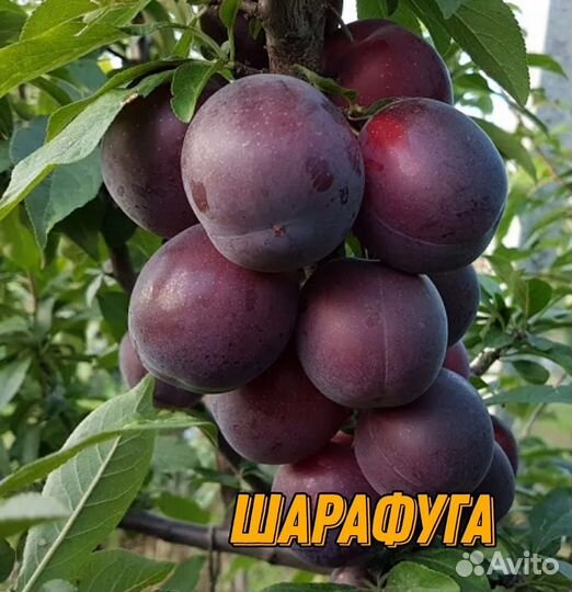 Саженцы сливы и алычи