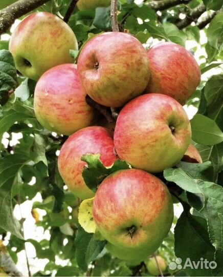 Сбор яблок с питанием и проживанием Липецкая обл