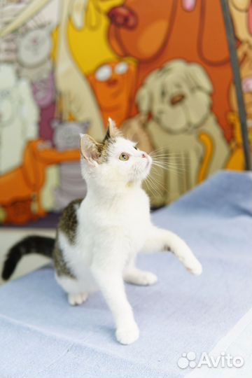 Котик в добрые руки