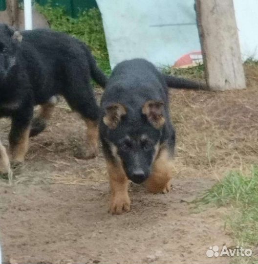 Немецкая овчарка