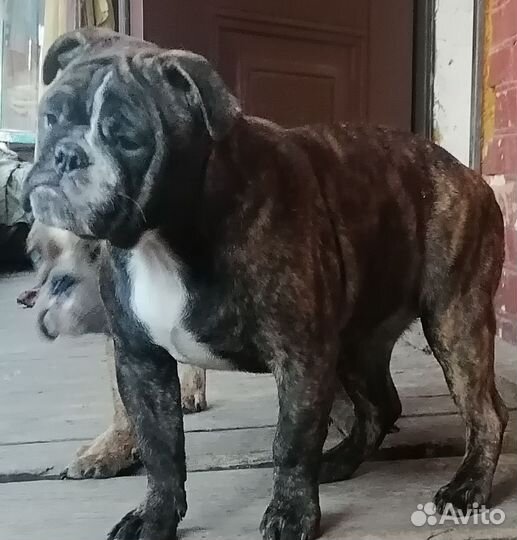 Тигровая девочка