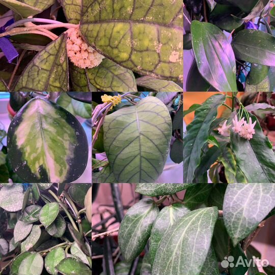 Хойя обновлено 10.07