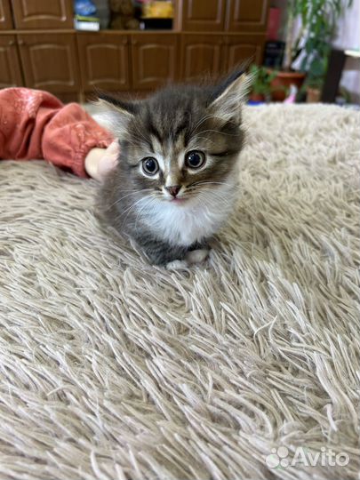 Котята в добрые руки даром